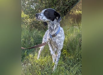 Zauberhafte Dotti wartet auf unserem Tierschutzhof in Portugal auf dich!