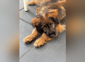 URSULET, süßer Frechdachs, 5 Monate, 28 cm, Pflegestelle Düsseldorf, Tierschutz Rumänien