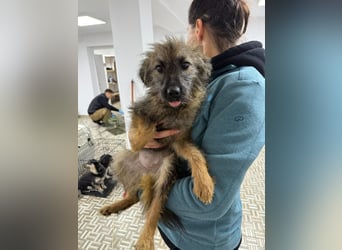 ⭐️Hearty⭐️, Herzensbrecherin, Hündin, 11 Monate, 38 cm, Mischling, Tierschutz