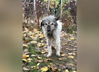 Vileda - dringend Gnadenplatz gesucht!!