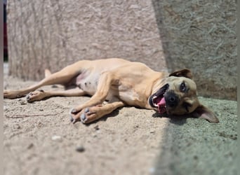 ⭐️MELINA⭐️absolute Frohnatur, Hündin, 3 Jahre, 48 cm, Mischling, Tierschutz