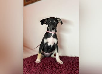 Cora sucht ihr kleines Glück