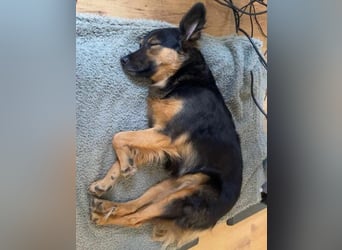 BRYNJA, sensible Angsthündin, 4 Jahre, 42 cm, Mischling, 48301 Nottuln, Tierschutz