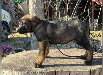 Valentino sucht sein Glück