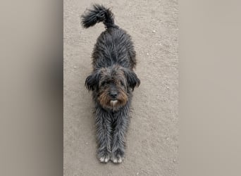 SPARTACUS, wunderbarer Wuschel, Rüde, 9 Monate, 46 cm, Mischling, Tierschutz Rumänien