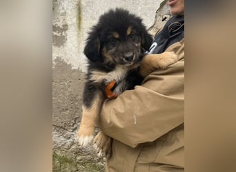 SALVA, kleine Entdeckerin, 3 Monate, 28 cm, Mischlingsmädchen, Tierschutz Rumänien