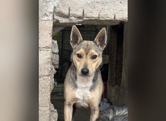 ⭐️ORFI⭐️, reizender Hundejunge, 2 Jahre, 42 cm, Mischling, Tierschutz Rumänien
