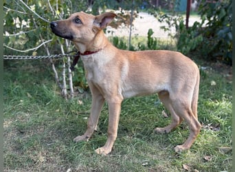 Vitold sucht sein Körbchen