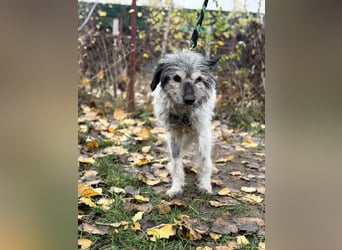 Vileda - dringend Gnadenplatz gesucht!!