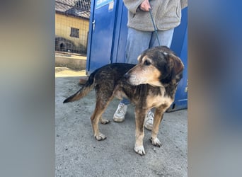 Akela sucht einen Gnadenplatz