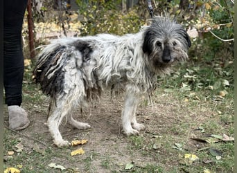 Vileda - dringend Gnadenplatz gesucht!!