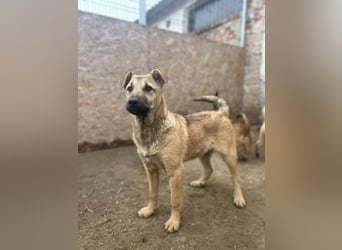 ⭐️Plisch⭐️, verschmuster Welpenmann, 8 Monate, 49 cm, Mischling, Tierschutz