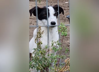 ⭐️SNOW⭐️, Herzensbrecher, Rüde, 1 Jahr, 46cm, Mischling, Tierschutz