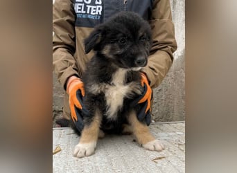 STELUTA, süßes Leckermäulchen, 3 Monate, 27 cm, Mischlingsmädchen, Tierschutz Rumänien