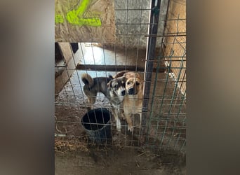 SILLIE, süßes Mischlingsmädchen, 9 Monate, 49 cm, Tierschutz Rumänien