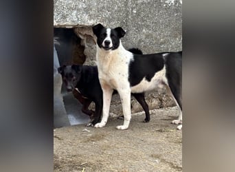 ⭐️PANDA⭐️, Rüde, 4 Jahre, 45 cm, Mischling, Tierschutz Rumänien
