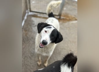 ⭐️SNOOPY⭐️, Spaßvogel und Spielkamerad, Rüde, 1 Jahr, 46cm, Mischling, Tierschutz