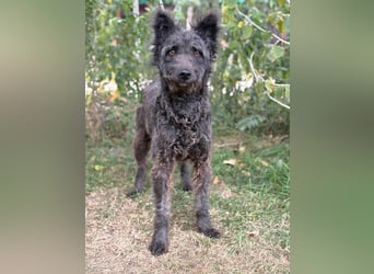 Bezaubernde Zelmira sucht ihr Glück