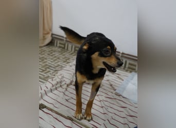 ⭐️NUTELLA⭐️ kuschelige Hündin, 2 Jahre, ca. 45 cm, Mischling, Tierschutz Rumänien