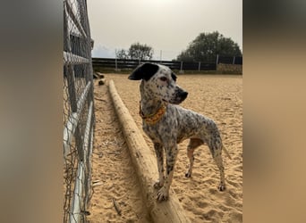 Zauberhafte Dotti wartet auf unserem Tierschutzhof in Portugal auf dich!