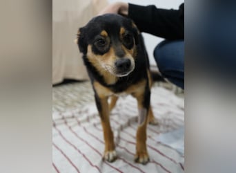 ⭐️NUTELLA⭐️ kuschelige Hündin, 2 Jahre, ca. 45 cm, Mischling, Tierschutz Rumänien