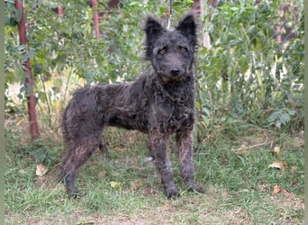 Bezaubernde Zelmira sucht ihr Glück