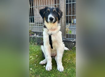 SARINA, Energiebündel, 4,5 Monate, 39 cm, Pflegestelle 26316, Mischlingsmädchen, Tierschutz Rumänien