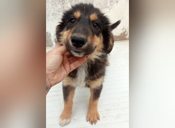 SALVA, kleine Entdeckerin, 3 Monate, 28 cm, Mischlingsmädchen, Tierschutz Rumänien