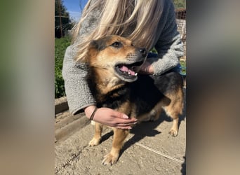 Rubina sucht ihren Menschen