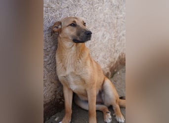 SILLIE, süßes Mischlingsmädchen, 9 Monate, 49 cm, Tierschutz Rumänien