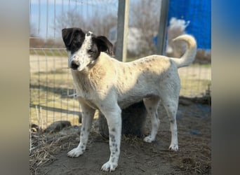 ⭐️SNOW⭐️, Herzensbrecher, Rüde, 1 Jahr, 46cm, Mischling, Tierschutz