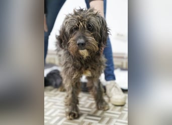 SPARTACUS, wunderbarer Wuschel, Rüde, 9 Monate, 46 cm, Mischling, Tierschutz Rumänien