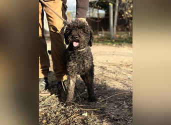 Felda - Sucht ihr Zuhause für immer!