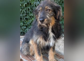 Menschenbezogener Benno wartet in Portugal auf seine Menschen!
