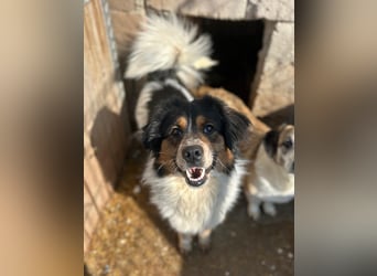 ⭐️OREO⭐️, Rüde, 4 Jahre, 43 cm, Mischling, Tierschutz