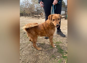 Kajla wartet auf sein Happy End