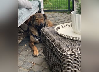 XORO, charmanter Goldschatz, 1,5 Jahre, 50 cm, Mischling, Tierschutz, Pflegestelle Hennef