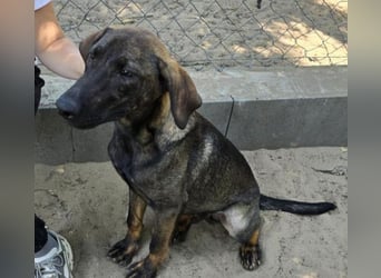 Valentino sucht sein Glück