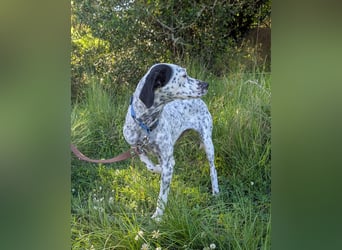 Zauberhafte Dotti wartet auf unserem Tierschutzhof in Portugal auf dich!