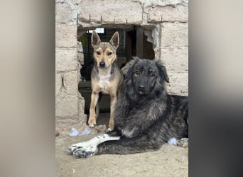 ⭐️ORFI⭐️, reizender Hundejunge, 2 Jahre, 42 cm, Mischling, Tierschutz Rumänien