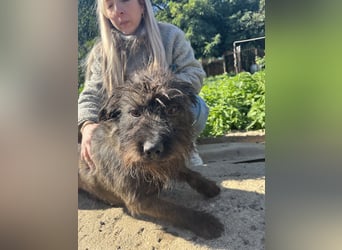 Szálka, zauberhafter junger Rüde