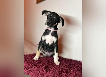 Cora sucht ihr kleines Glück