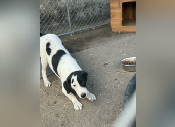 ⭐️SNOOPY⭐️, Spaßvogel und Spielkamerad, Rüde, 1 Jahr, 46cm, Mischling, Tierschutz