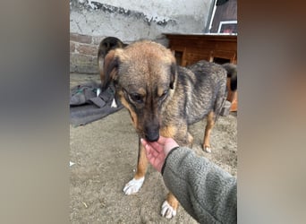 AMY, liebes Leckermäulchen, 2 Jahre, 45 cm, Mischling, Tierschutz Rumänien