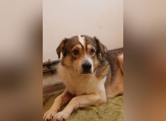 ⭐️TIMENTES⭐️, ganz charmante Hündin, 6 Jahre, 48 cm, Mischling, Tierschutz