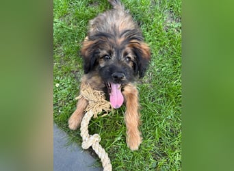 URSULET, süßer Frechdachs, 5 Monate, 28 cm, Pflegestelle Düsseldorf, Tierschutz Rumänien