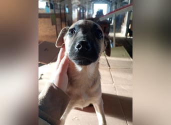 ⭐️Phillis⭐️, aufgeweckte Welpenmaus, Hündin, 8 Monate, 39 cm, Mischling, Tierschutz Rumänien