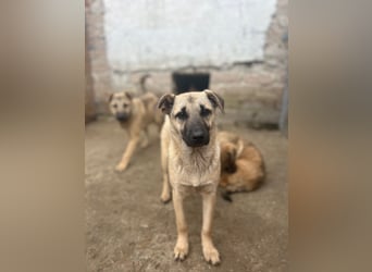 ⭐️Phillis⭐️, aufgeweckte Welpenmaus, Hündin, 8 Monate, 39 cm, Mischling, Tierschutz Rumänien