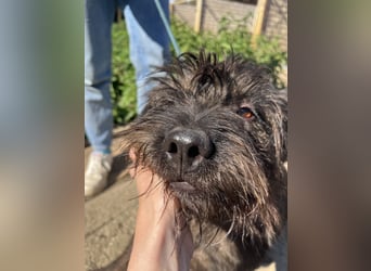 Szálka, zauberhafter junger Rüde