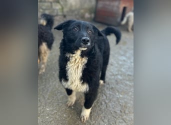 ⭐️GISELLA⭐️, Hündin, 8 Monate, 43 cm, Mischling, Tierschutz